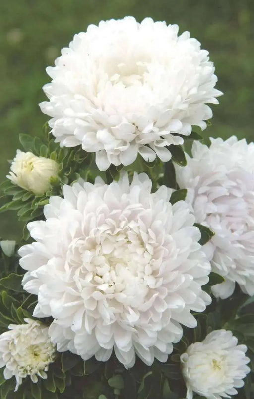 Dwarf ASTER, Milady WHITE ,FLOWERS Seed - (Callistephus ) - Caribbean garden seed