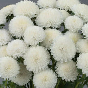 Dwarf ASTER, Milady WHITE ,FLOWERS Seed - (Callistephus ) - Caribbean garden seed