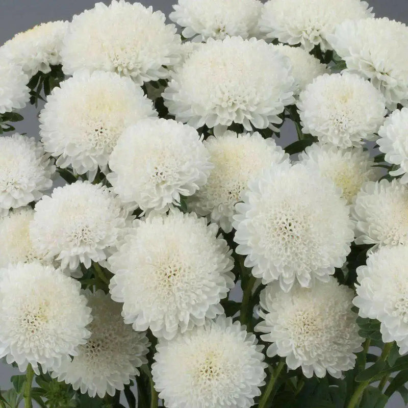 Dwarf ASTER, Milady WHITE ,FLOWERS Seed - (Callistephus ) - Caribbean garden seed
