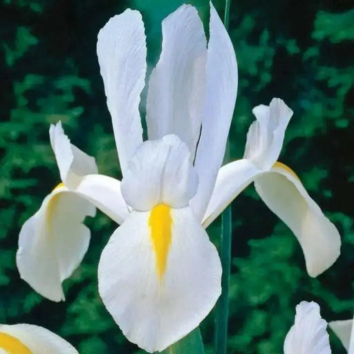 Dutch iris White Excelsior (fall planting Bulbs) - Caribbean garden seed