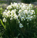 Dutch iris White Excelsior (fall planting Bulbs) - Caribbean garden seed