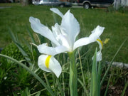 Dutch iris White Excelsior (fall planting Bulbs) - Caribbean garden seed