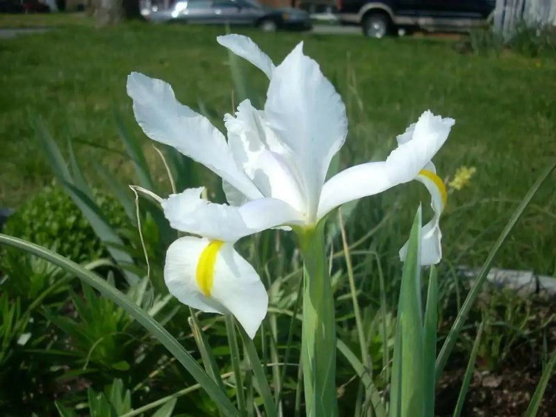 Dutch iris White Excelsior (fall planting Bulbs) - Caribbean garden seed