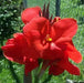 Dwarf Canna Lily Red Futurity  (Root/rhizomes) TROPICAL  foliage - Caribbean garden seed
