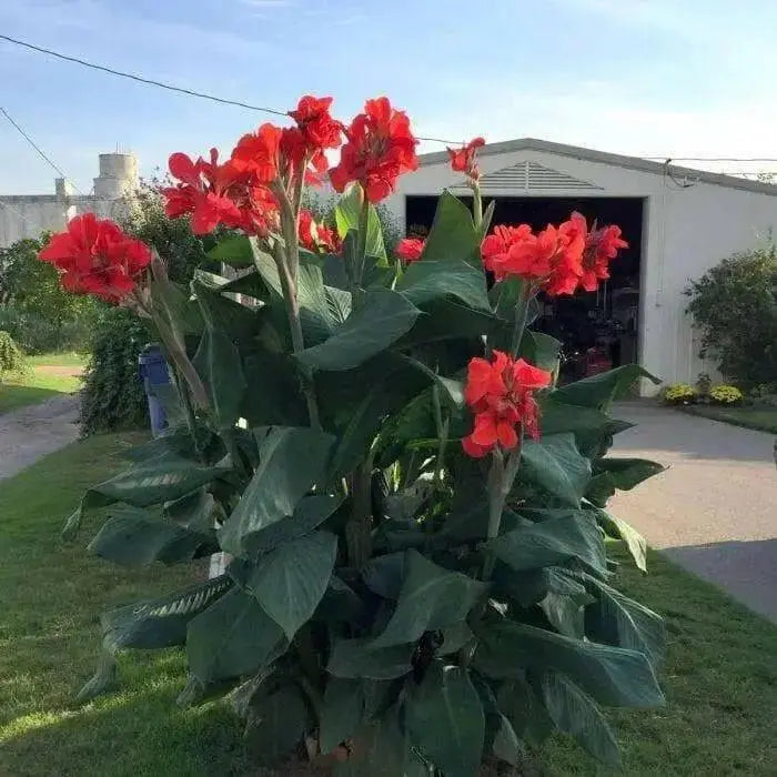 Dwarf Canna Lily Red Futurity  (Root/rhizomes) TROPICAL  foliage - Caribbean garden seed