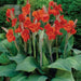 Dwarf Canna Lily Red Futurity  (Root/rhizomes) TROPICAL  foliage - Caribbean garden seed