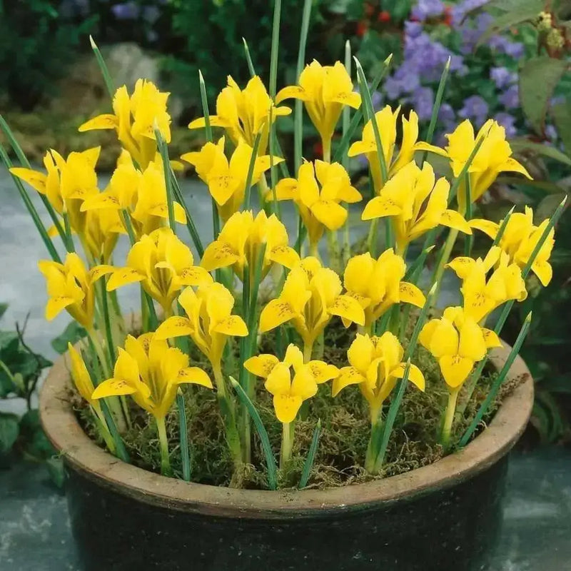 Dwarf Iris "Danfordiae" Bulbs ,YELLOW - Caribbean garden seed