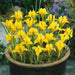 Dwarf Iris "Danfordiae" Bulbs ,YELLOW - Caribbean garden seed