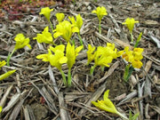Dwarf Iris "Danfordiae" Bulbs ,YELLOW - Caribbean garden seed