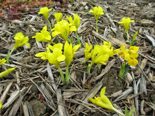 Dwarf Iris "Danfordiae" Bulbs ,YELLOW - Caribbean garden seed