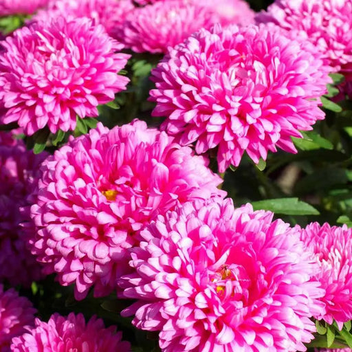 Dwarf ASTER, Milady Rose  ,FLOWERS Seed - (Callistephus ) - Caribbean garden seed