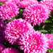 Dwarf ASTER, Milady Rose  ,FLOWERS Seed - (Callistephus ) - Caribbean garden seed