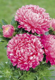 Dwarf ASTER, Milady Rose  ,FLOWERS Seed - (Callistephus ) - Caribbean garden seed