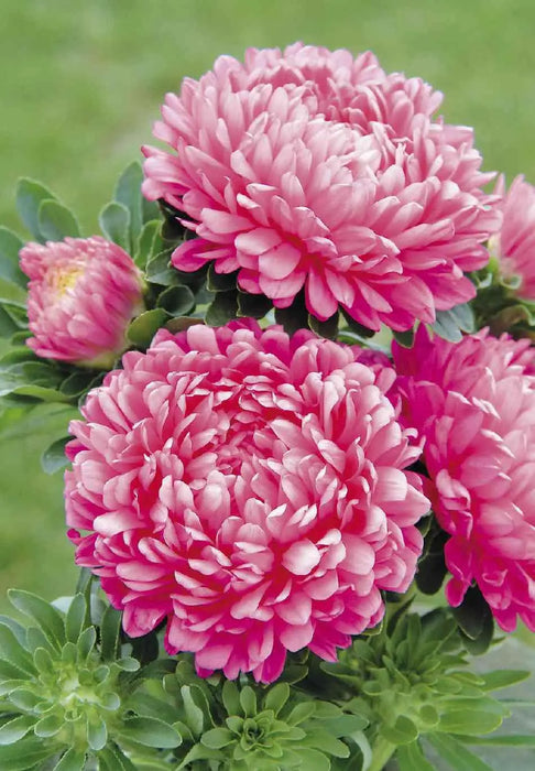 Dwarf ASTER, Milady Rose  ,FLOWERS Seed - (Callistephus ) - Caribbean garden seed