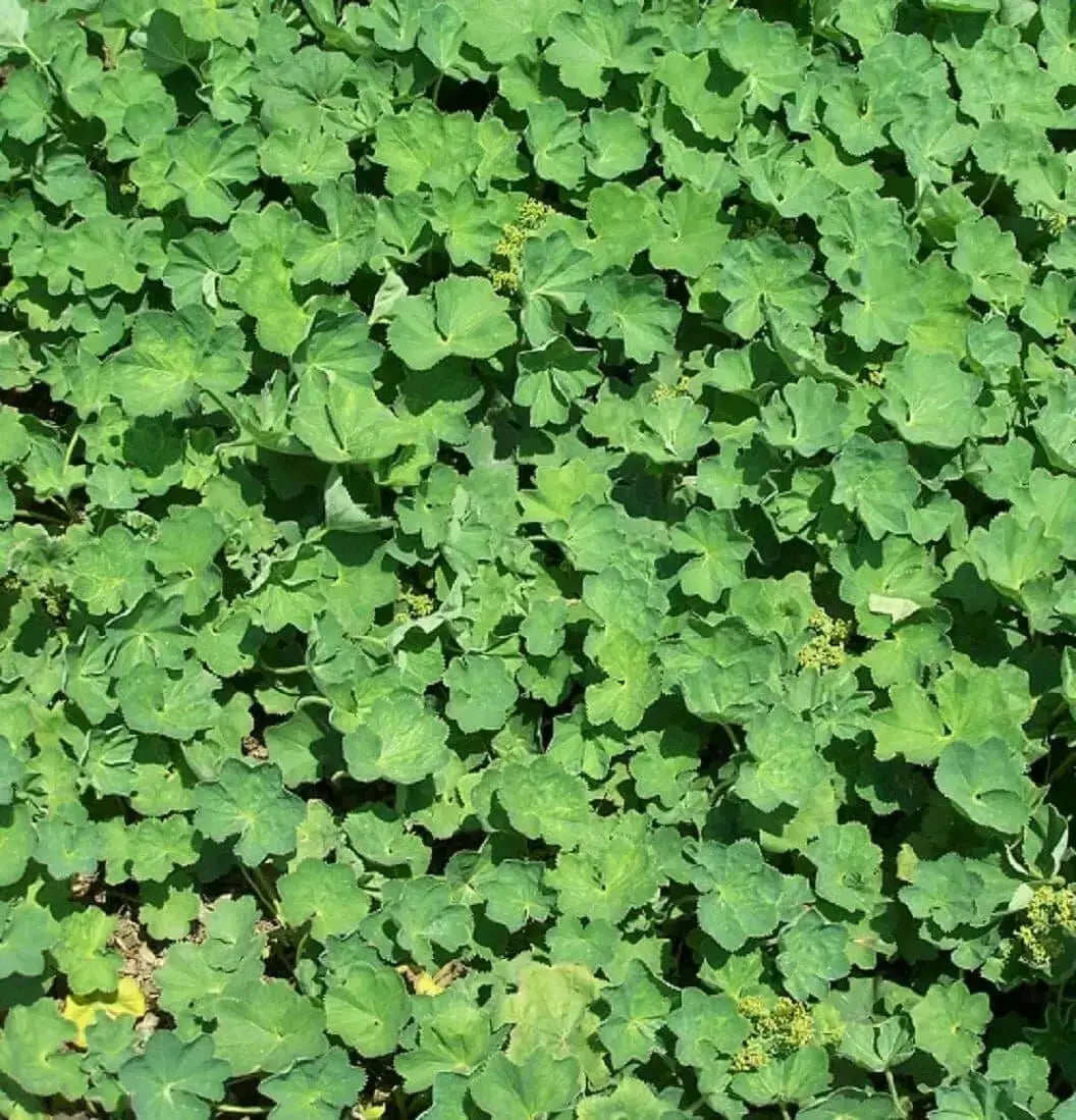 LADY'S MANTLE