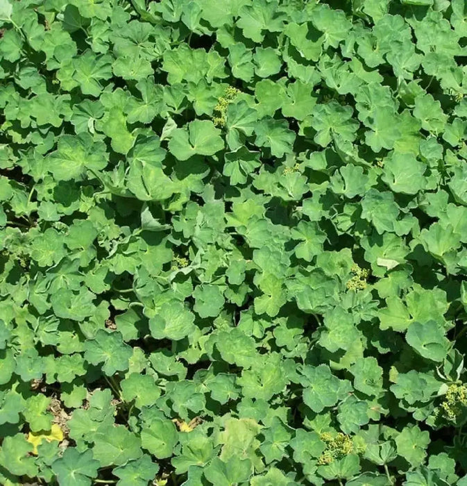 Dwarf LADY'S MANTLE Seeds (Alchemilla mollis) ornamental - Caribbean garden seed