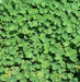 Dwarf LADY'S MANTLE Seeds (Alchemilla mollis) ornamental - Caribbean garden seed