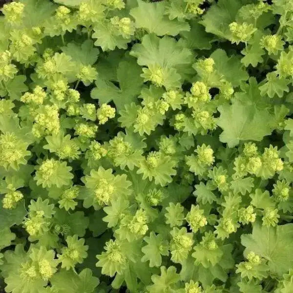 Dwarf LADY'S MANTLE Seeds (Alchemilla mollis) ornamental - Caribbean garden seed