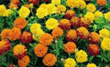 Dwarf French Marigold (Petite Seed Mix) Tagetes patula - Caribbean garden seed