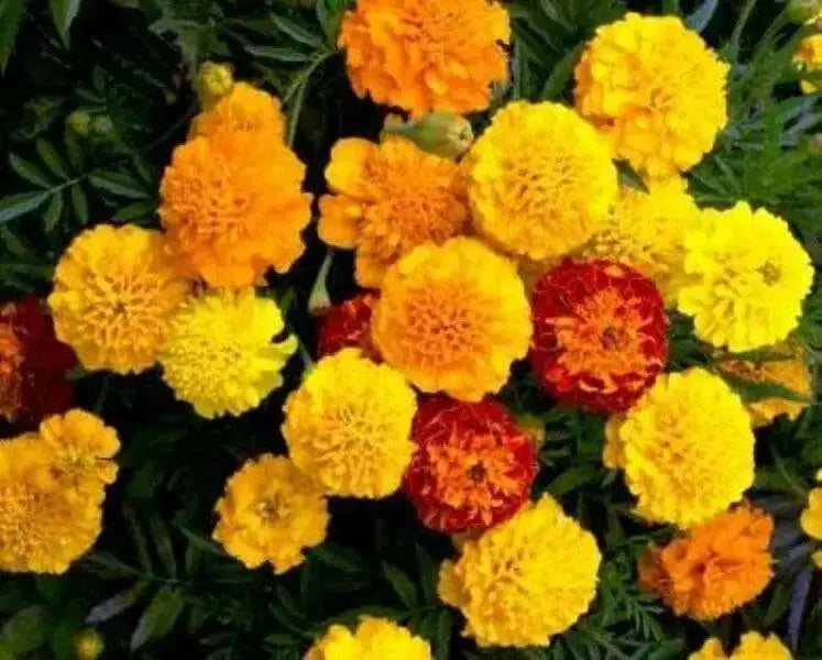 Dwarf French Marigold (Petite Seed Mix) Tagetes patula - Caribbean garden seed