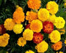 Dwarf French Marigold (Petite Seed Mix) Tagetes patula - Caribbean garden seed