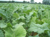 Dwarf Essex Rape Kale Seeds, ANNUAL Vegetable. - Caribbean garden seed