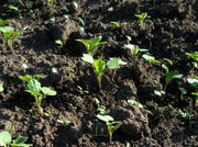 Dwarf Essex Rape Kale Seeds, ANNUAL Vegetable. - Caribbean garden seed