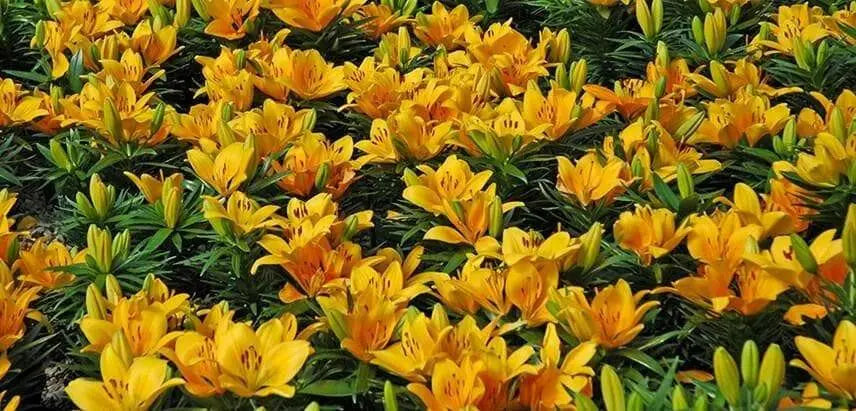 Dwarf Asiatic Lily Golden joy (bulbs) real thriller in the garden .Perennial - Caribbean garden seed