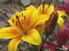 Dwarf Asiatic Lily Golden joy (bulbs) real thriller in the garden .Perennial - Caribbean garden seed