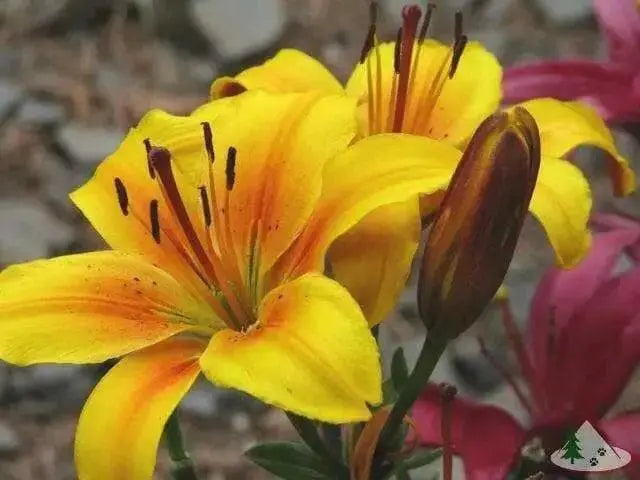Dwarf Asiatic Lily Golden joy (bulbs) real thriller in the garden .Perennial - Caribbean garden seed