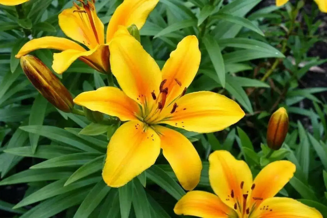 Dwarf Asiatic Lily Golden joy (bulbs) real thriller in the garden .Perennial - Caribbean garden seed