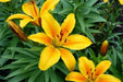 Dwarf Asiatic Lily Golden joy (bulbs) real thriller in the garden .Perennial - Caribbean garden seed