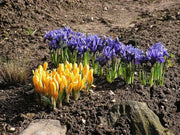 DWARF IRIS Collection' Bulbs,Bloom Spring, Perennial - Caribbean garden seed