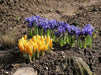 DWARF IRIS Collection' Bulbs,Bloom Spring, Perennial - Caribbean garden seed