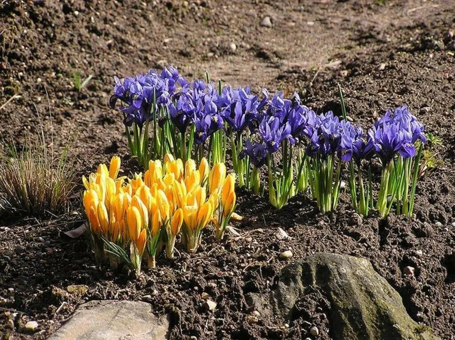 DWARF IRIS Collection' Bulbs,Bloom Spring, Perennial - Caribbean garden seed