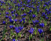 DWARF IRIS Collection' Bulbs,Bloom Spring, Perennial - Caribbean garden seed