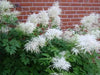 Dwarf Goat's Beard Flowers Seeds,perennial - Caribbean garden seed