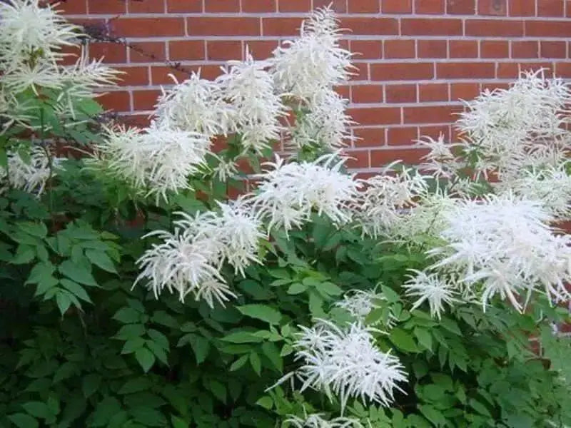 Dwarf Goat's Beard Flowers Seeds,perennial - Caribbean garden seed