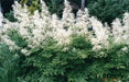 Dwarf Goat's Beard Flowers Seeds,perennial - Caribbean garden seed