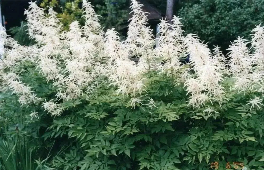 Dwarf Goat's Beard Flowers Seeds,perennial - Caribbean garden seed