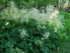 Dwarf Goat's Beard Flowers Seeds,perennial - Caribbean garden seed