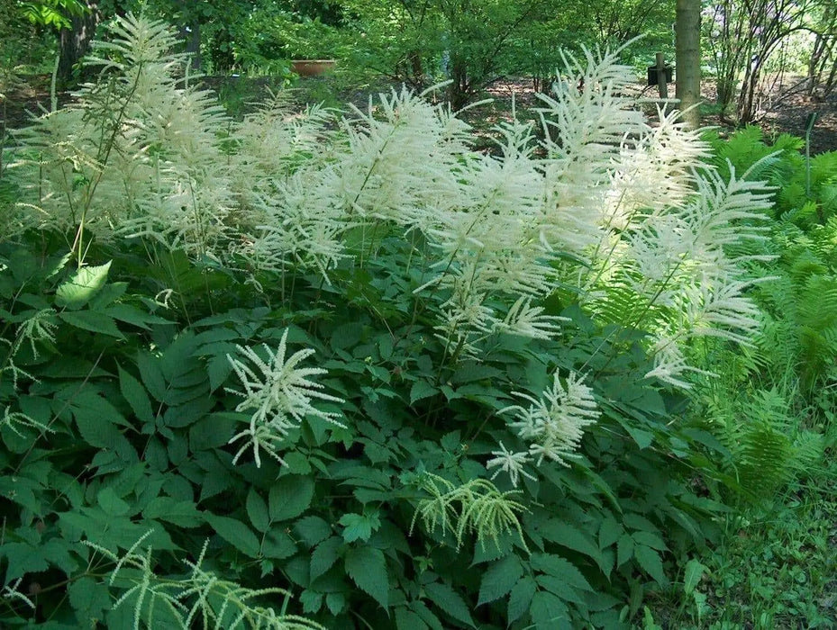 Dwarf Goat's Beard Flowers Seeds,perennial - Caribbean garden seed