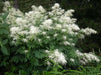 Dwarf Goat's Beard Flowers Seeds,perennial - Caribbean garden seed