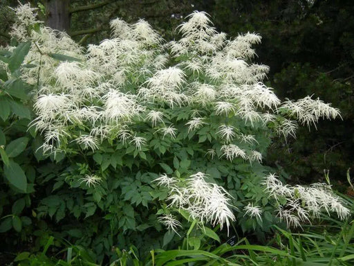 Dwarf Goat's Beard Flowers Seeds,perennial - Caribbean garden seed
