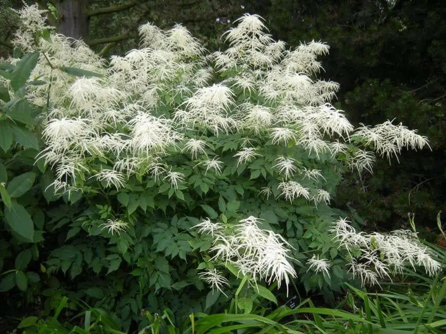 Dwarf Goat's Beard Flowers Seeds,perennial - Caribbean garden seed