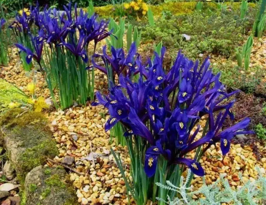Dwarf Iris Reticulata Harmony,fragrant, Flower Bulbs, - Caribbean garden seed