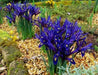 Dwarf Iris Reticulata Harmony,fragrant, Flower Bulbs, - Caribbean garden seed