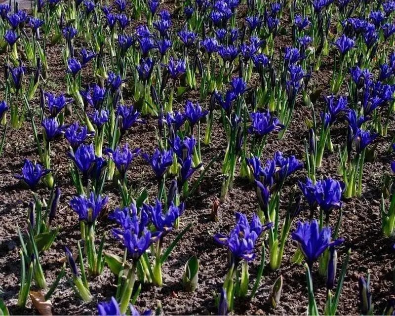 Dwarf Iris Reticulata Harmony,fragrant, Flower Bulbs, - Caribbean garden seed