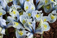 Dwarf Iris, katherine hodgkin bulbs,early-blooming flowers. - Caribbean garden seed