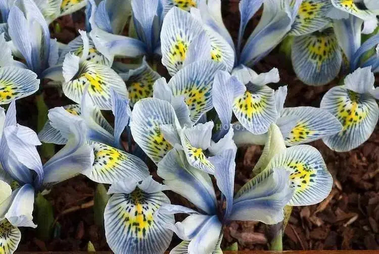 Dwarf Iris, katherine hodgkin bulbs,early-blooming flowers. - Caribbean garden seed